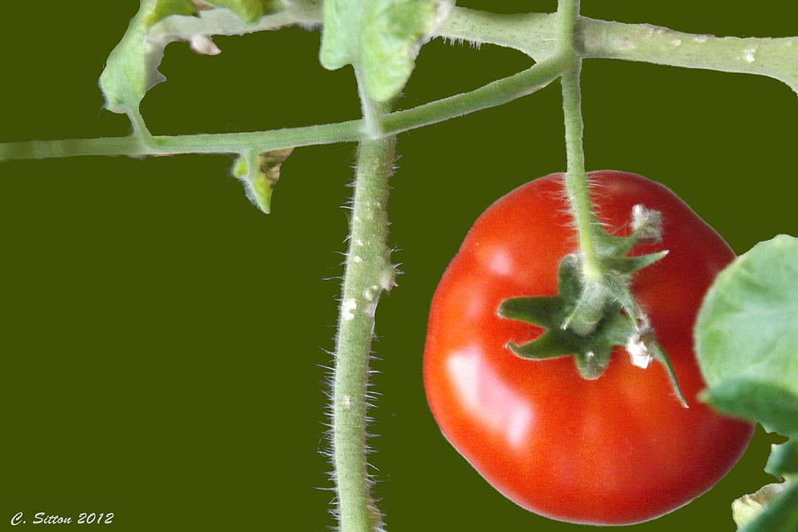 Tomato Photograph by C Sitton