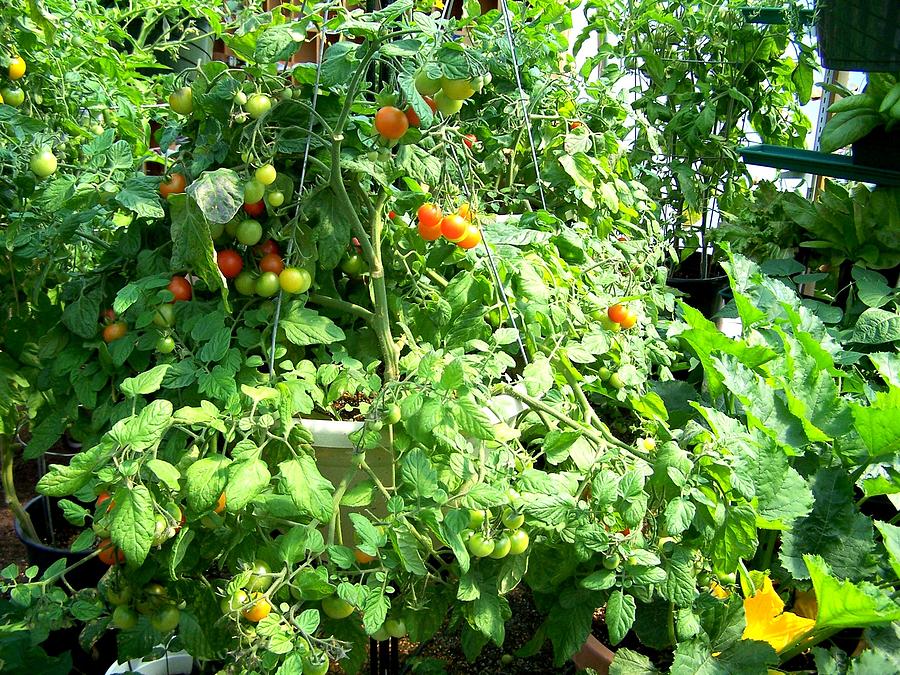 Tomato Harvest Photograph by Susan Saver - Fine Art America