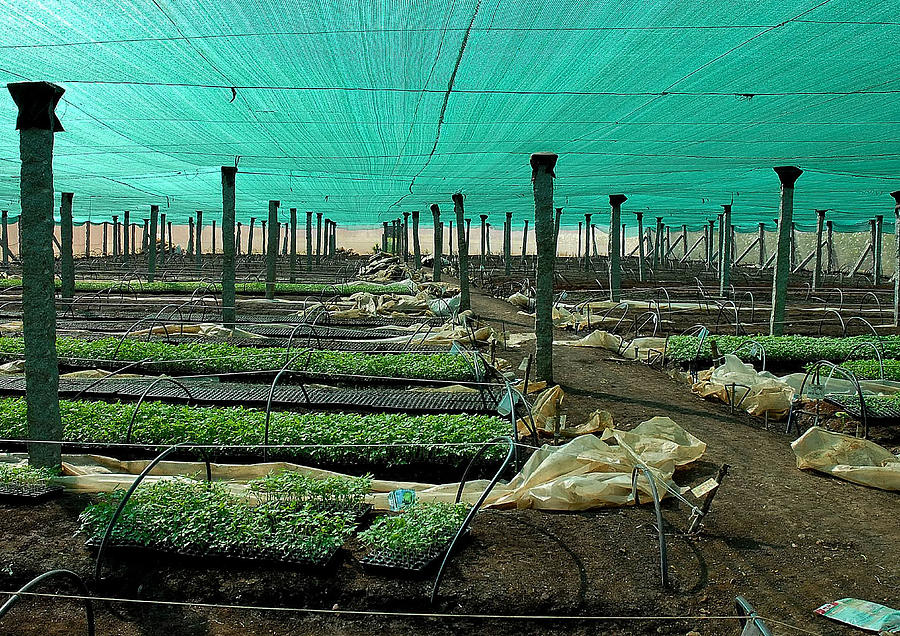 Tomato Nursery In Green House Photograph by Johnson Moya - Pixels