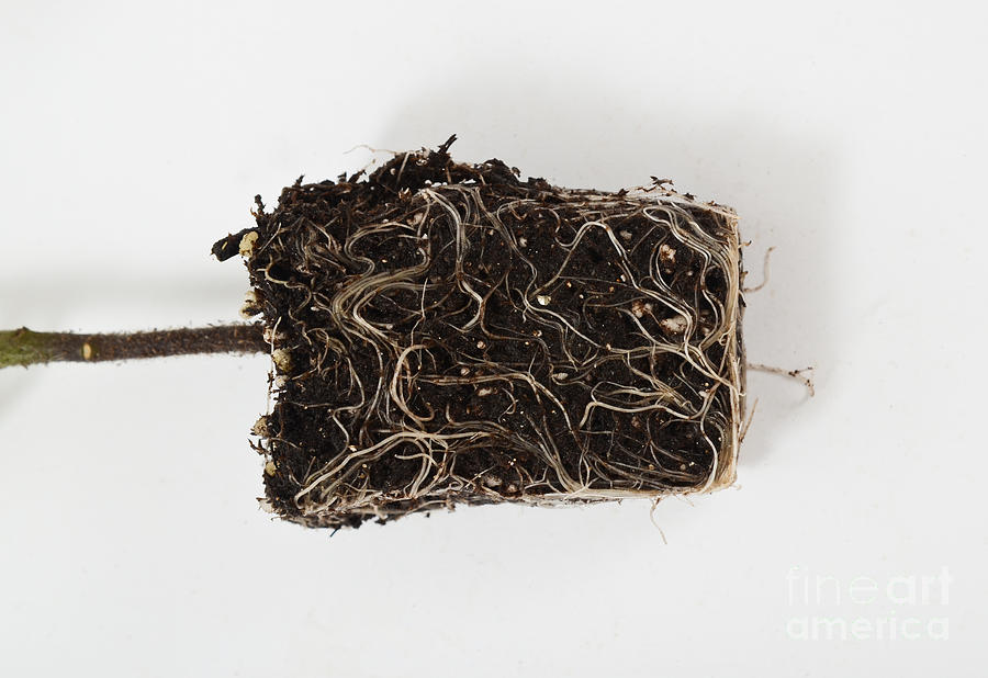 Tomato Plant Root System Photograph by Photo Researchers, Inc.
