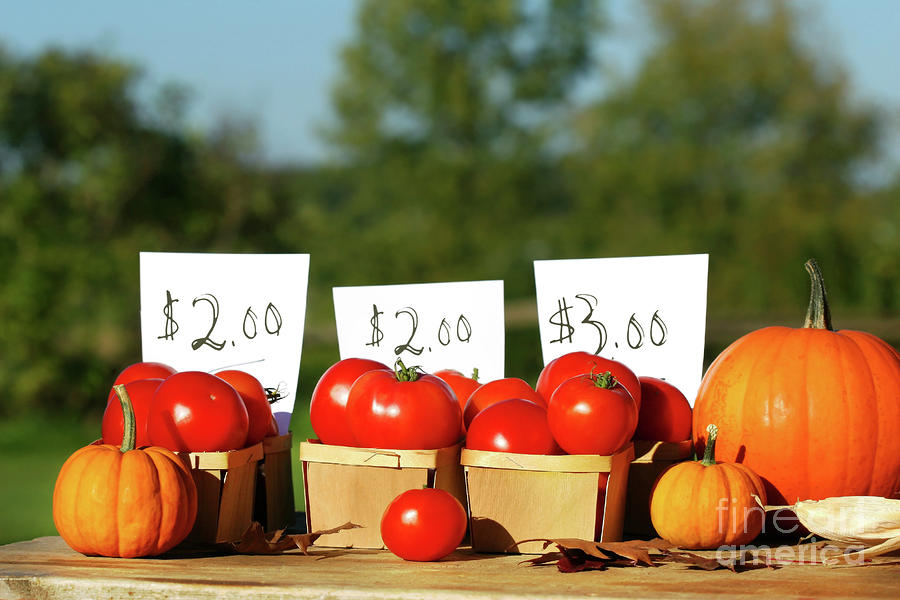 Tomato Photograph - Tomatoes for sale by Sandra Cunningham