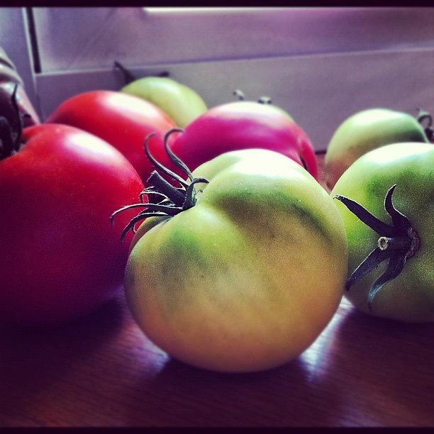 Fruit Photograph - #tomatoes #fruit #garden #gardening by Angela Ritchie