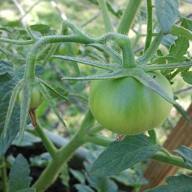 Tomato Photograph - #tomatoes  Getting Big #organic #plants by Fernando Ostos