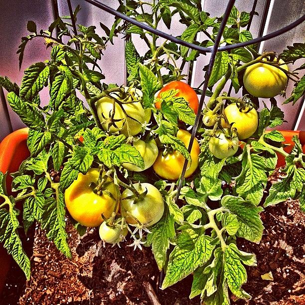 Tomato Photograph - #tomatoes Growing by Joe Marino