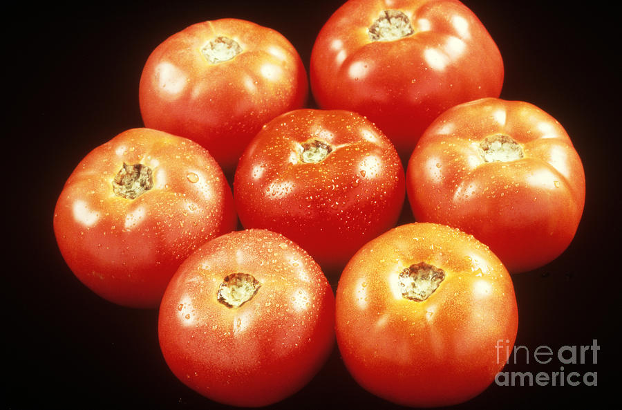 Tomatoes Photograph by Photo Researchers