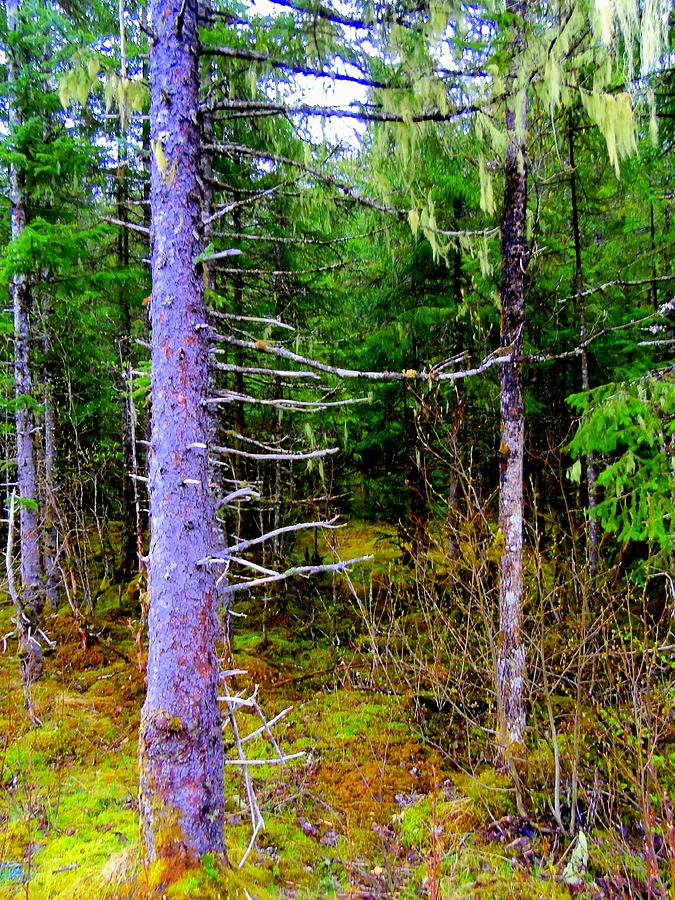 Nature Photograph - Tongass Trees by Randall Weidner