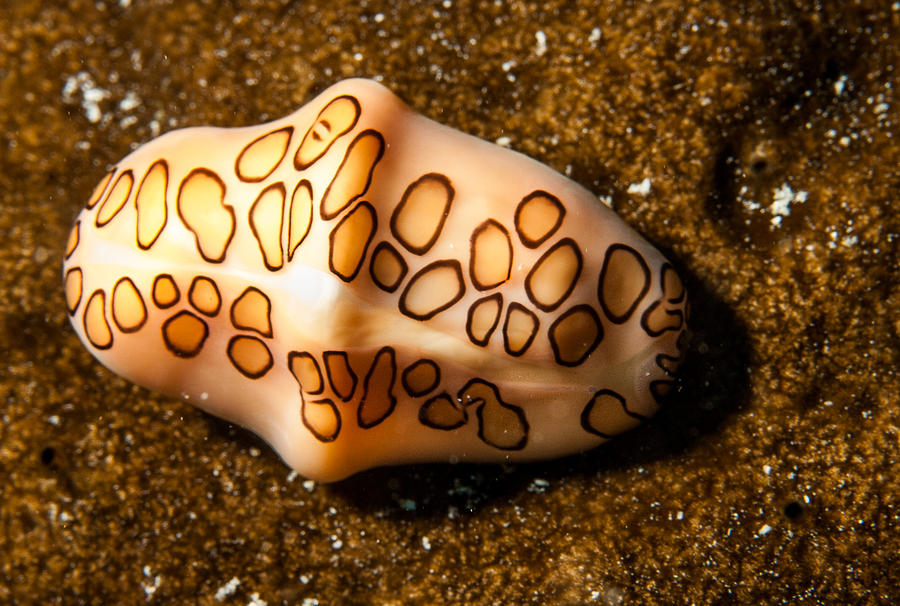 Flamingo Tongue on a plate Photograph by Jean Noren