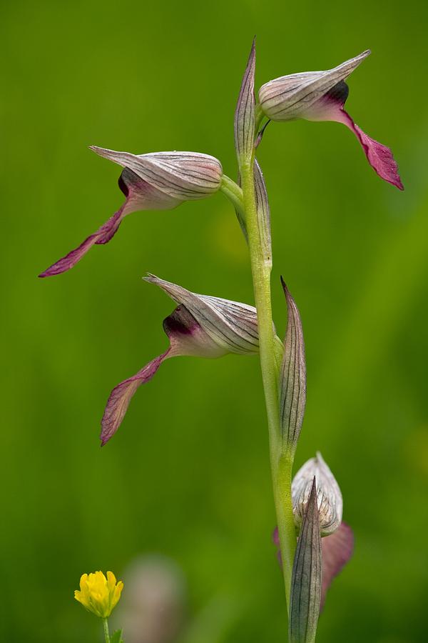 Tongue Orchid (serapias Lingua) Photograph by Bob Gibbons - Pixels