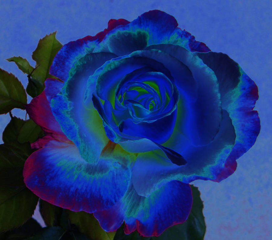 Too Unreal Blue Rose Photograph by Mary Sedivy - Fine Art America