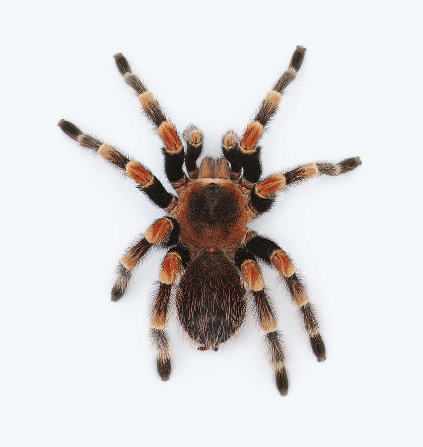 Top View Of A Poisonous Tarantula Photograph - Top View Of A Poisonous ...