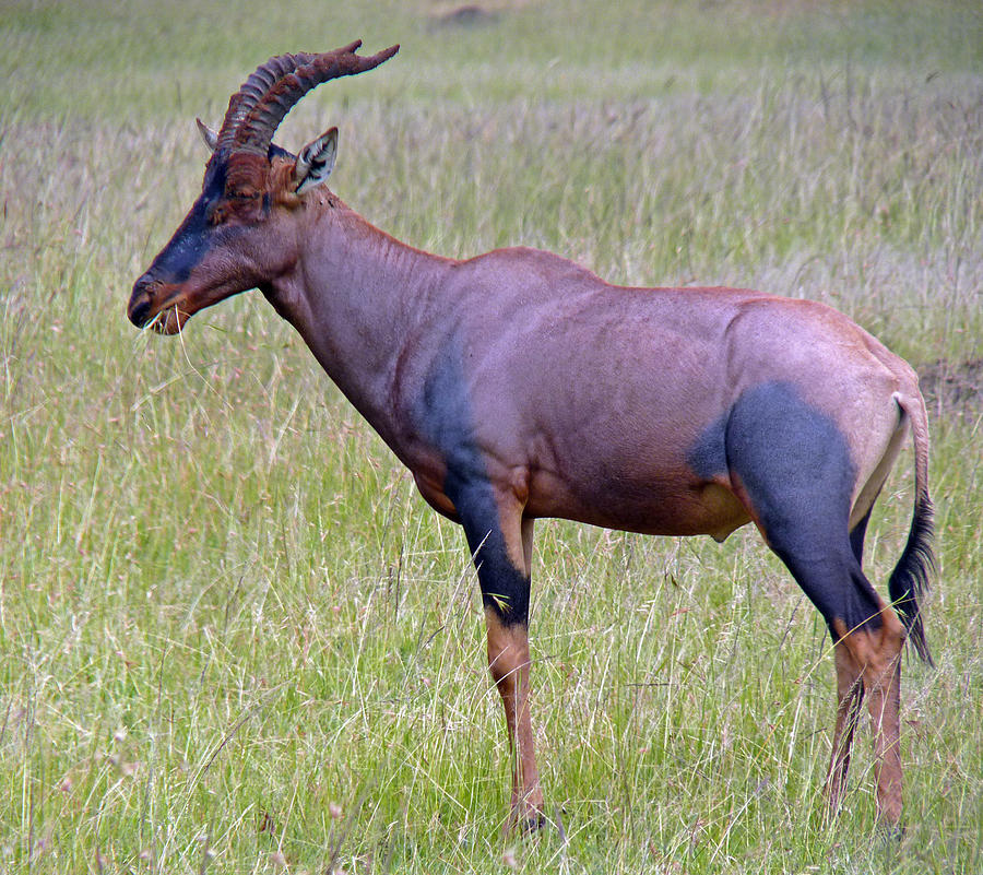Topi Antelope Photograph by Tony Murtagh