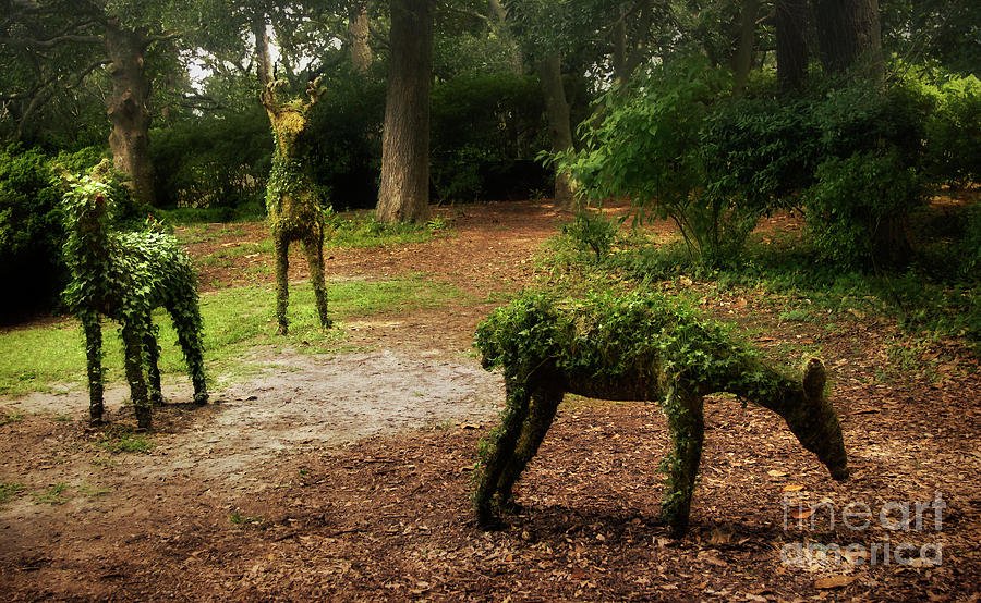 Deer Photograph - Topiaries by Susan Isakson