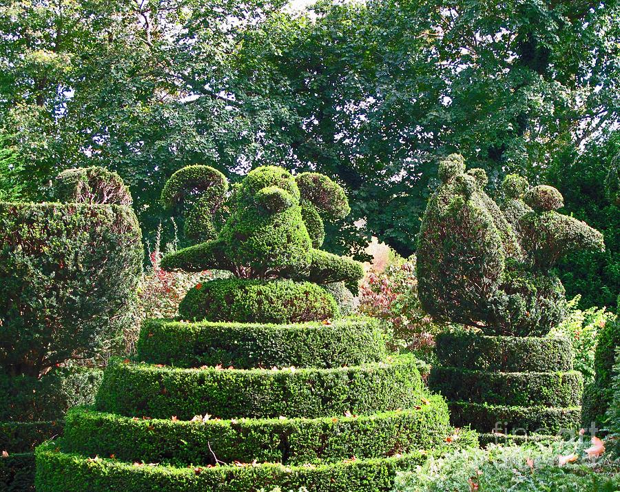 Topiary Photograph by Louise Peardon