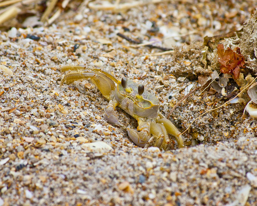 Topsail Ghost Crab Photograph by Betsy Knapp Fine Art America