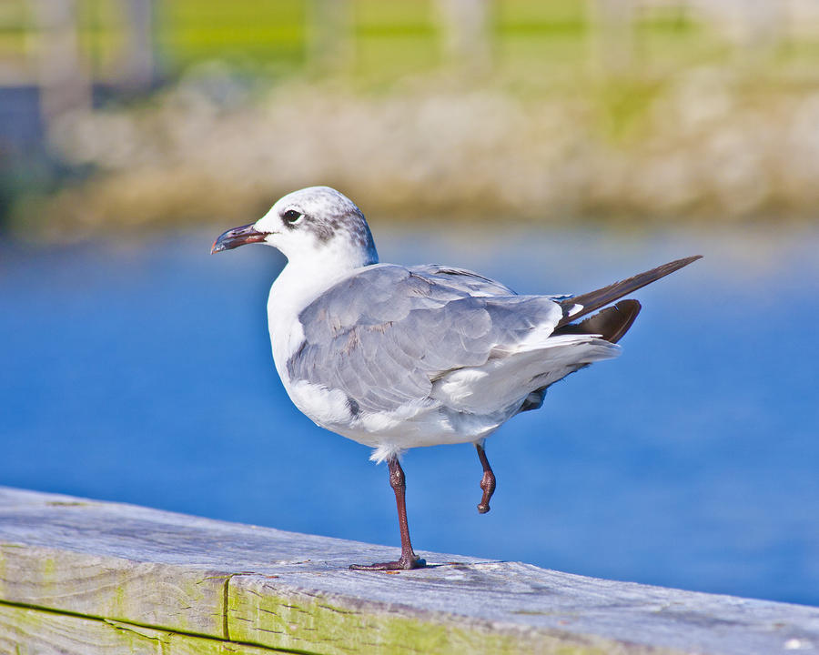 Seagull Photograph - Topsail Seagull by Betsy Knapp