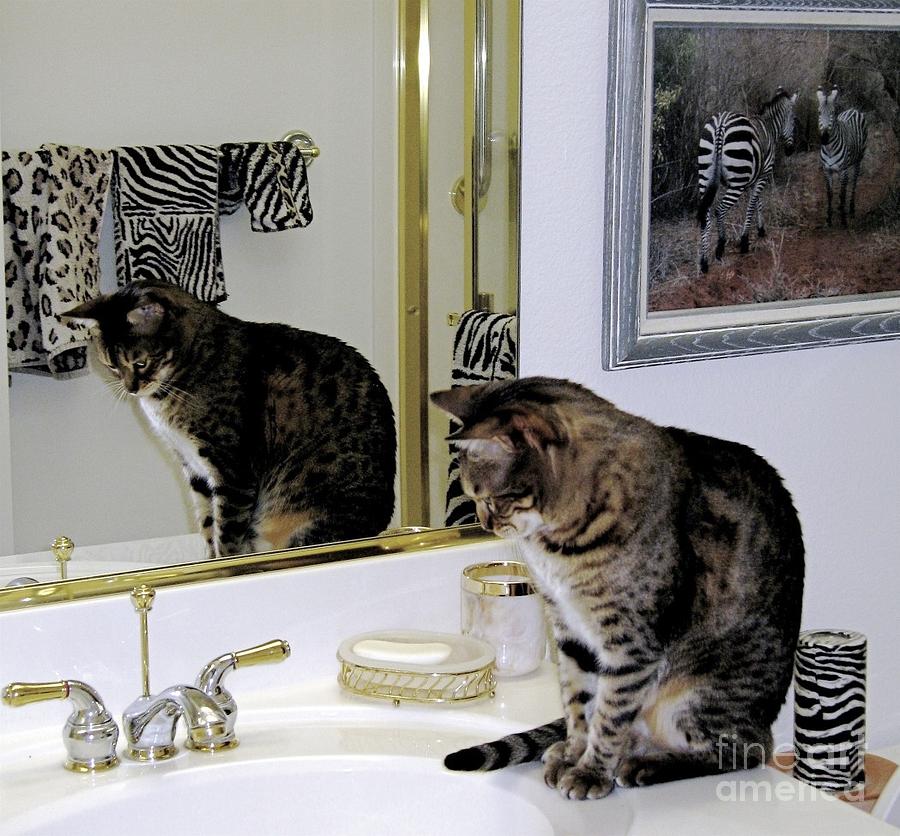 Bengal Cat Fascination Photograph by Phyllis Kaltenbach