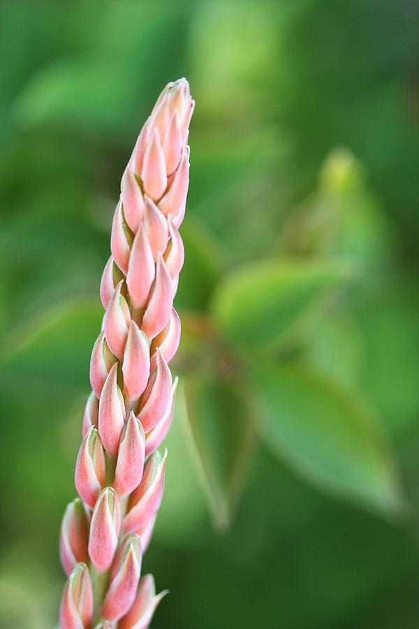 Nature Photograph - Torch Aloe by Louise Mingua