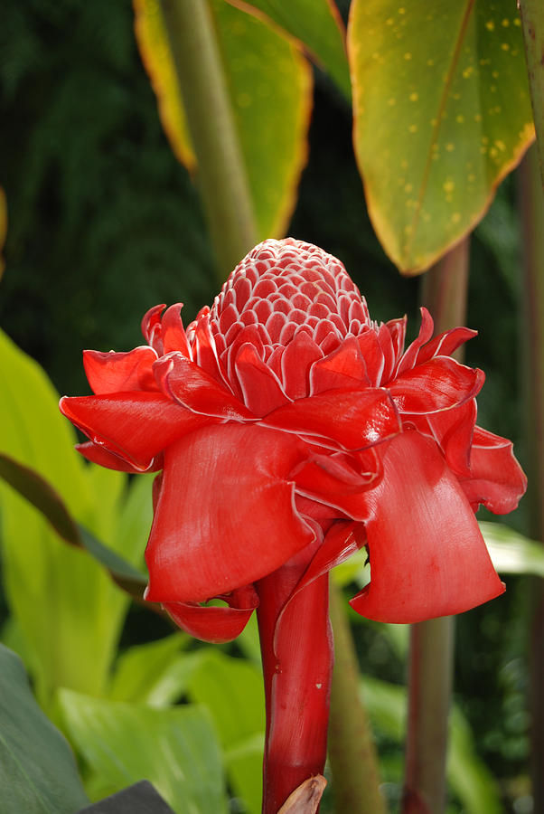 Torch Ginger Flower Digital Art by Eva Kaufman - Fine Art America