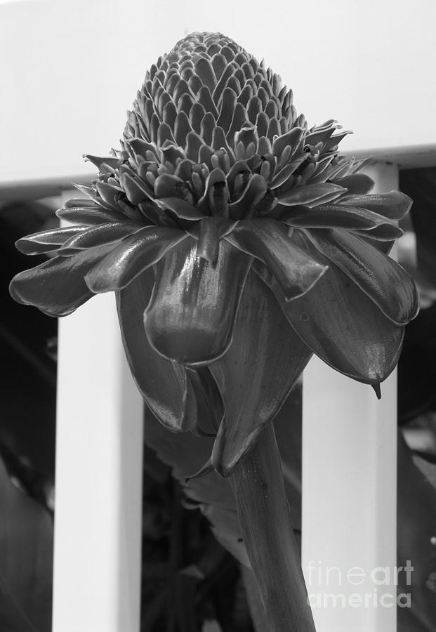 Torch Ginger In Black And White Photograph