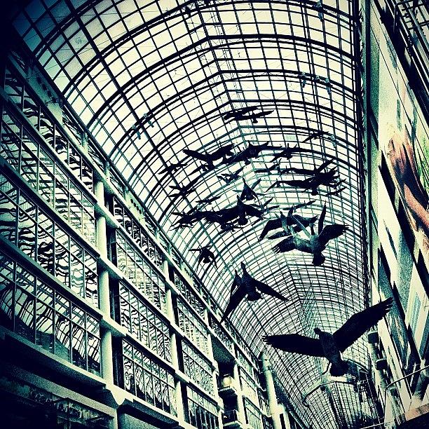 Geese Photograph - Toronto Eaton Centre by Christopher Campbell