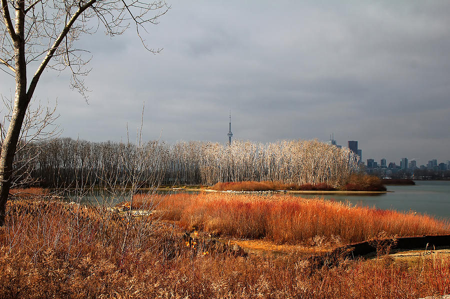 Toronto Skyline 12 Photograph by Andrew Fare