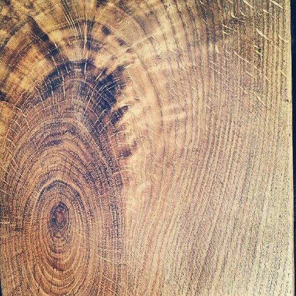 Tree Photograph - #torquay #wood #woodgrain #oak #trees by Rachel Lavender