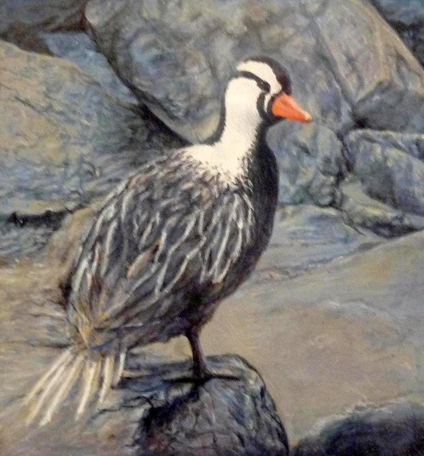 Torrent Duck Painting by Ronald Osborne