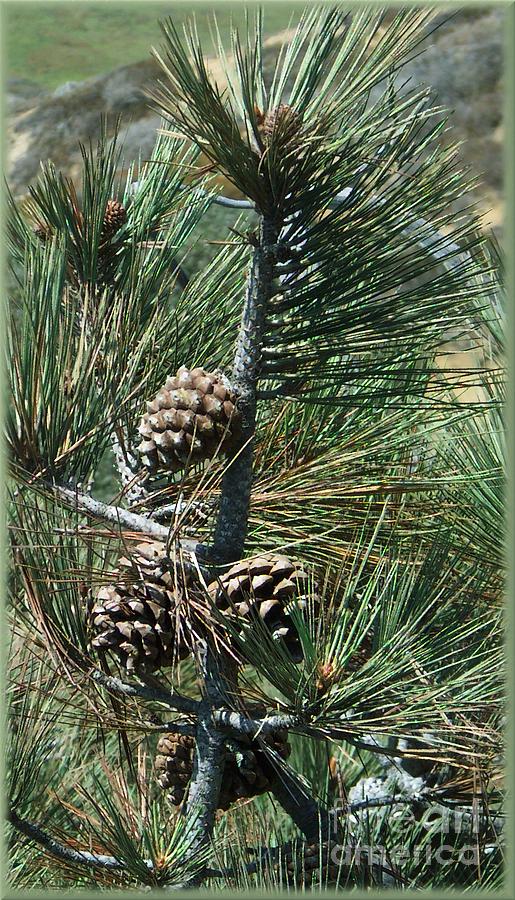 Torrey Pine Cones Photograph by Charles Robinson