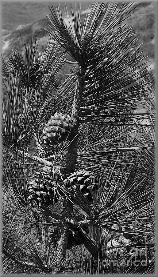 Flower Photograph - Torrey Pine Cones in Black and White by Charles Robinson