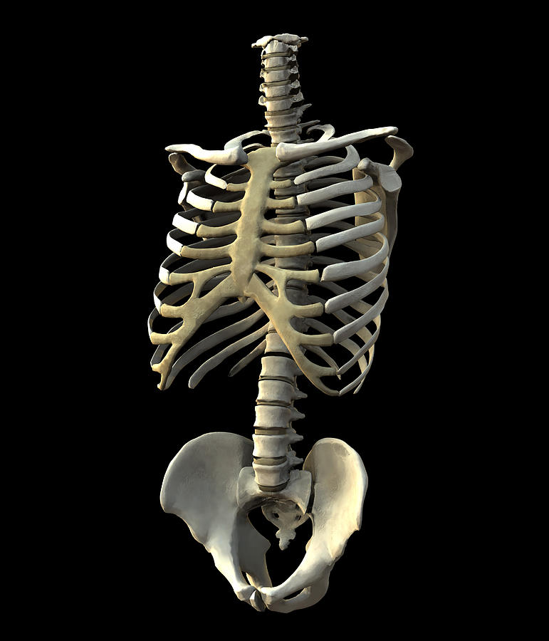 Torso Bones Photograph By Roger Harris Fine Art America