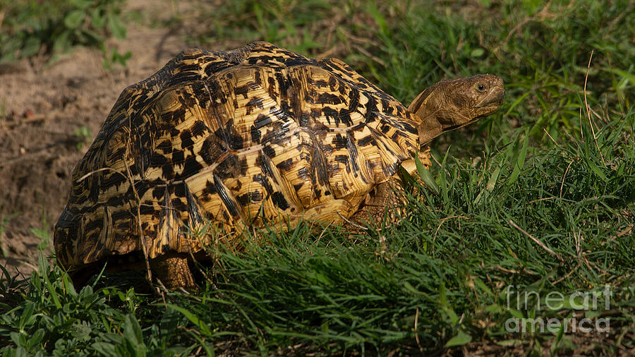 Tortoise Photograph by Mareko Marciniak