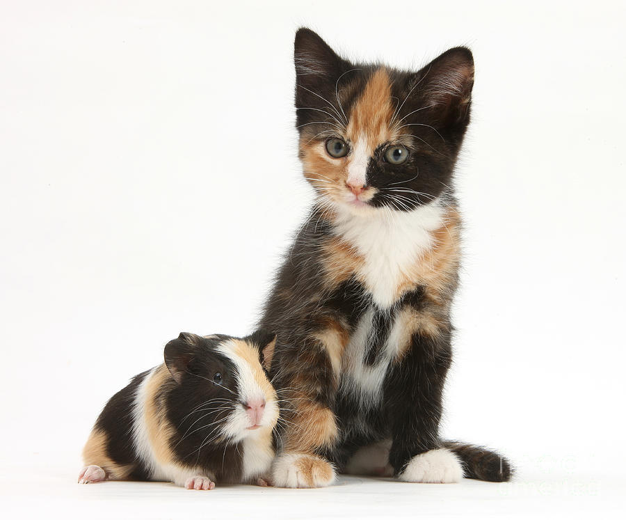 Tortoiseshell Kitten With Baby Photograph by Mark Taylor