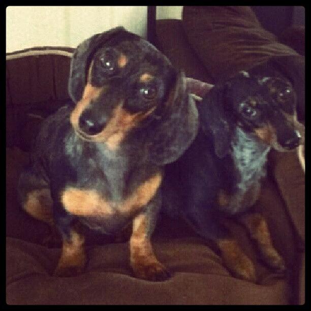 Dog Photograph - Tote & Bruno! #dapple #weenie by Lindi Morris
