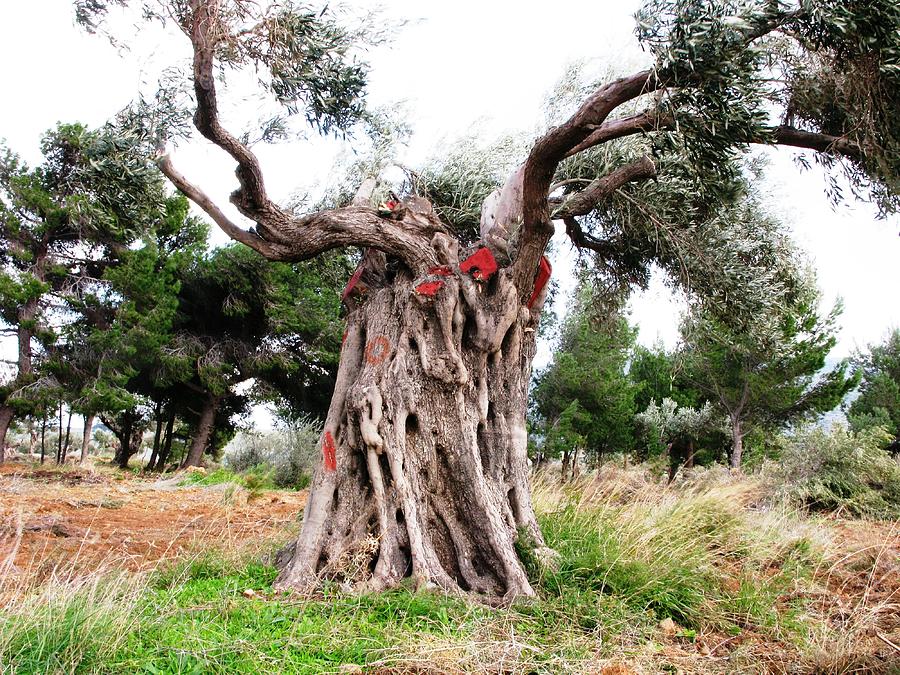 Totem tree Photograph by Andonis Katanos