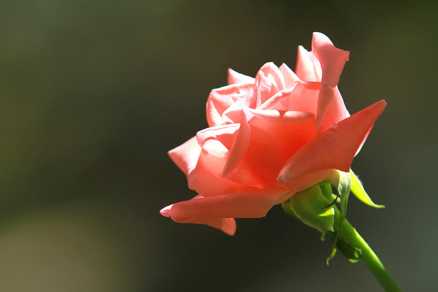 Rose Photograph - Touch of Light by Jose Rodriguez Rose Photograph - Touch of Light by Jose Rodriguez