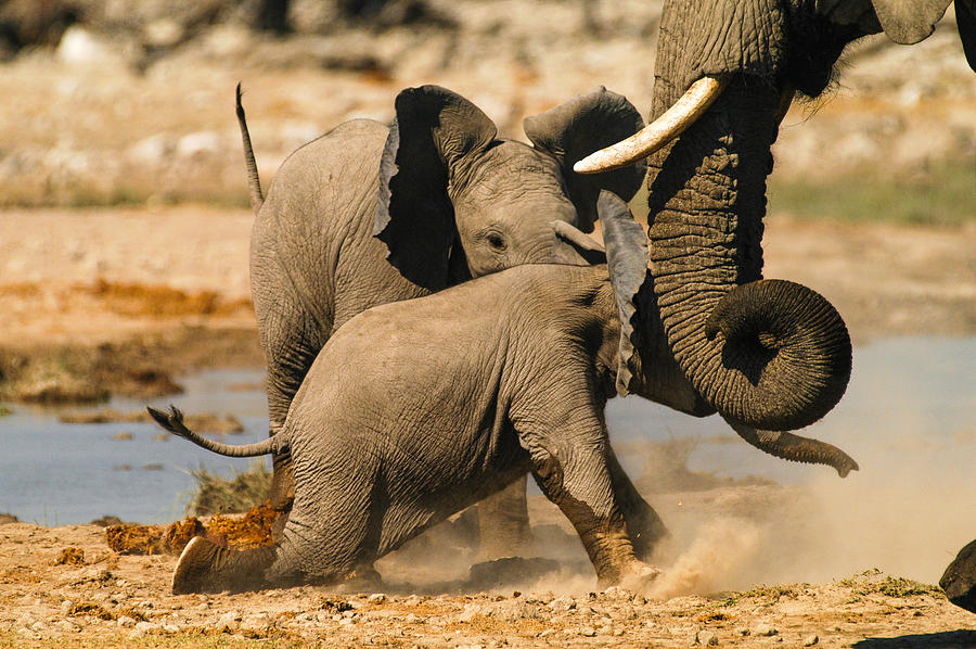 Elephant Photograph - Tough play 2 by Alistair Lyne