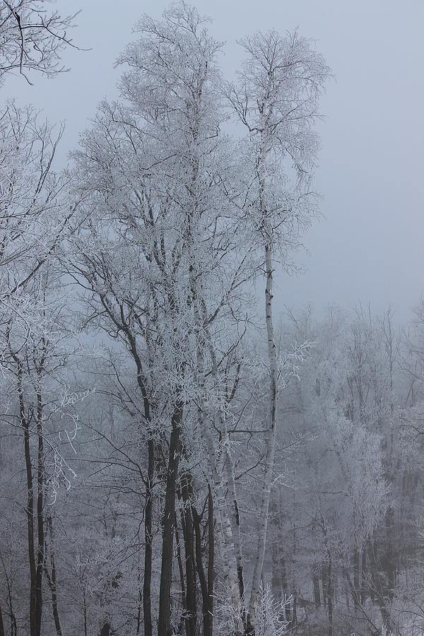 Towering Birch Tree Photograph by Karlena McDougall - Fine Art America