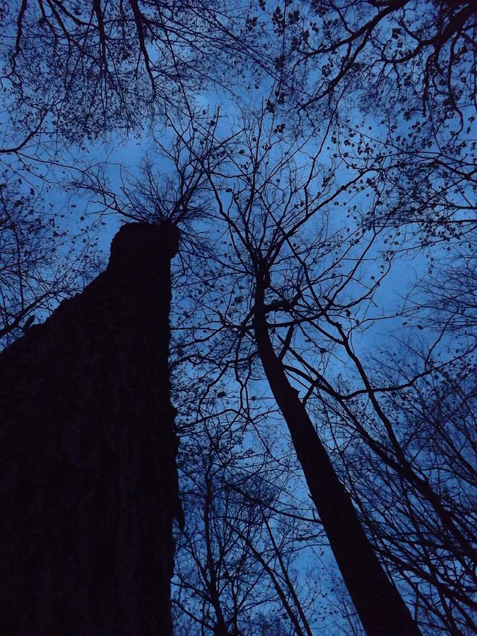 Tree Photograph - Towering into the night by Gerald Strine