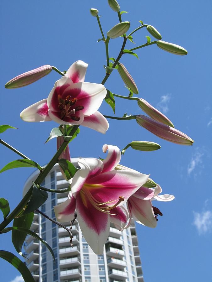 Towering Lilies Photograph by Alfred Ng