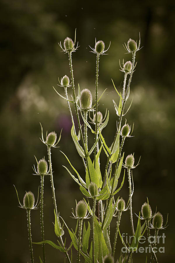 Towering Teasel Photograph by Clare Bambers
