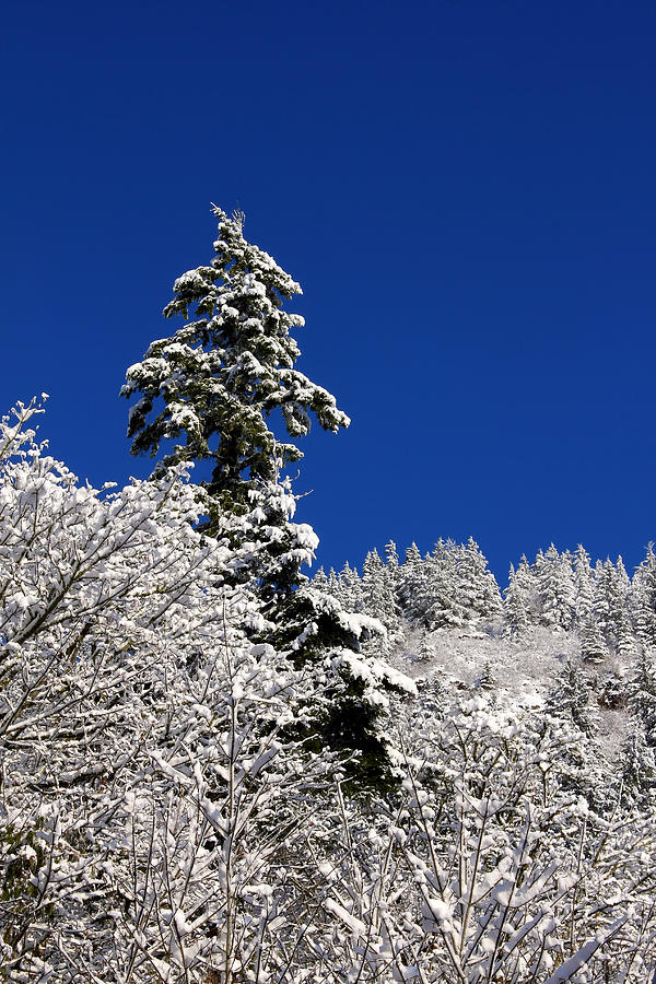Towering Tree On Snow Covered Mountain Photograph by Tracie Schiebel