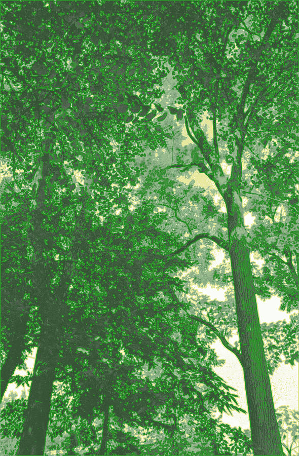 Towering Trees Green Photograph by Tom Wurl