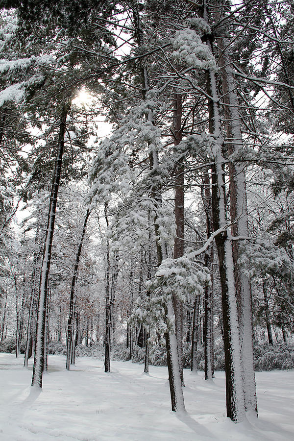 Towering Wintry Pines Photograph by Mark J Seefeldt
