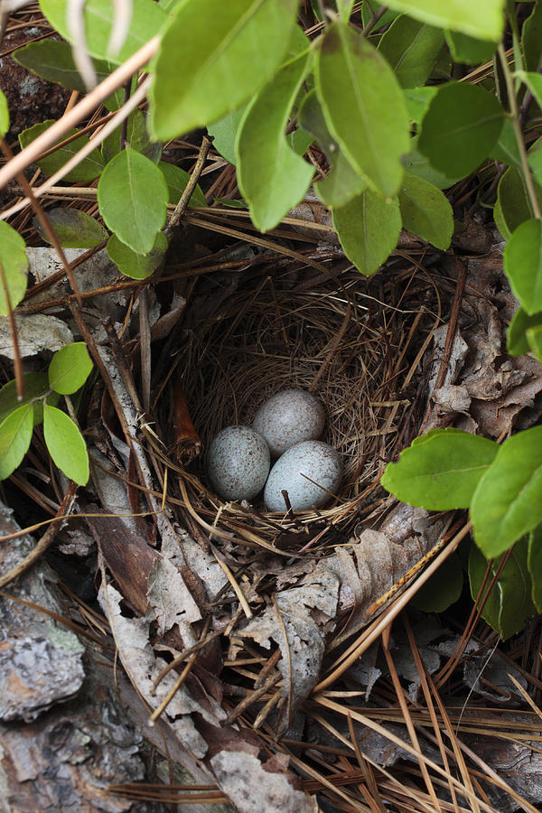 Towhee Nest With 3 Eggs In It. Towhees Photograph by Grall