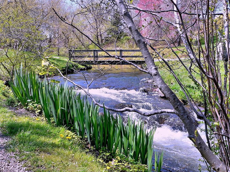 Town Brook In Spring Photograph by Janice Drew