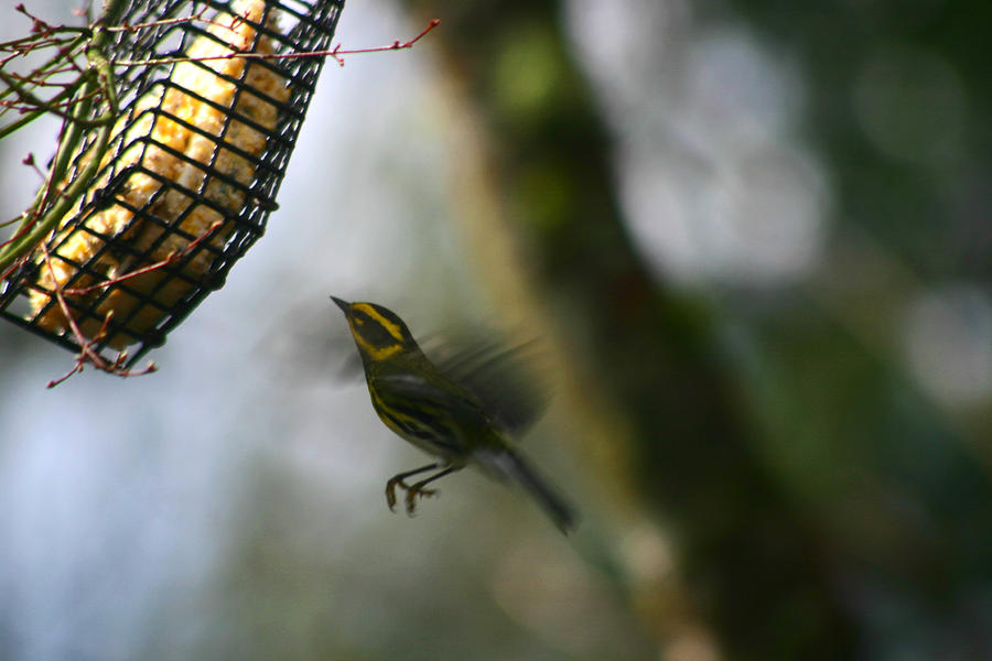 Townsend Warbler in Flight Photograph by Kym Backland