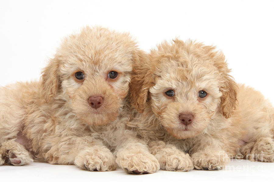 Nature Photograph - Toy Labradoodle Puppies by Mark Taylor