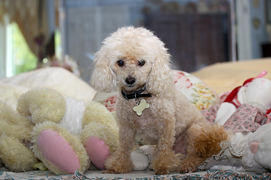 Toy Poodle Photograph by Diana Haronis