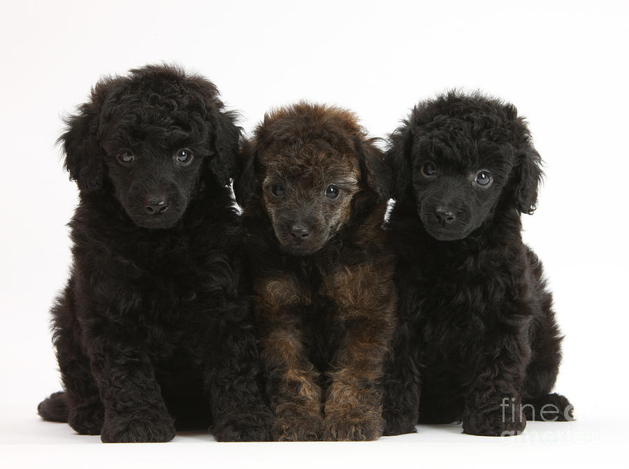 Toy Poodle Pups Photograph by Mark Taylor