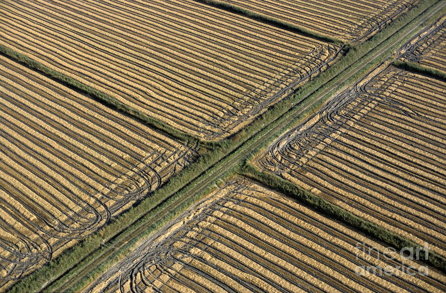 Rural Scene Photograph - Tracks in harvested fields by Sami Sarkis